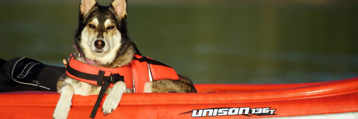 kayak accessories for dogs Kayak Accessories for Dogs