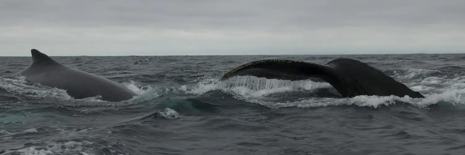 did kayaker get eaten by whale Did Kayaker Get Eaten By Whale?