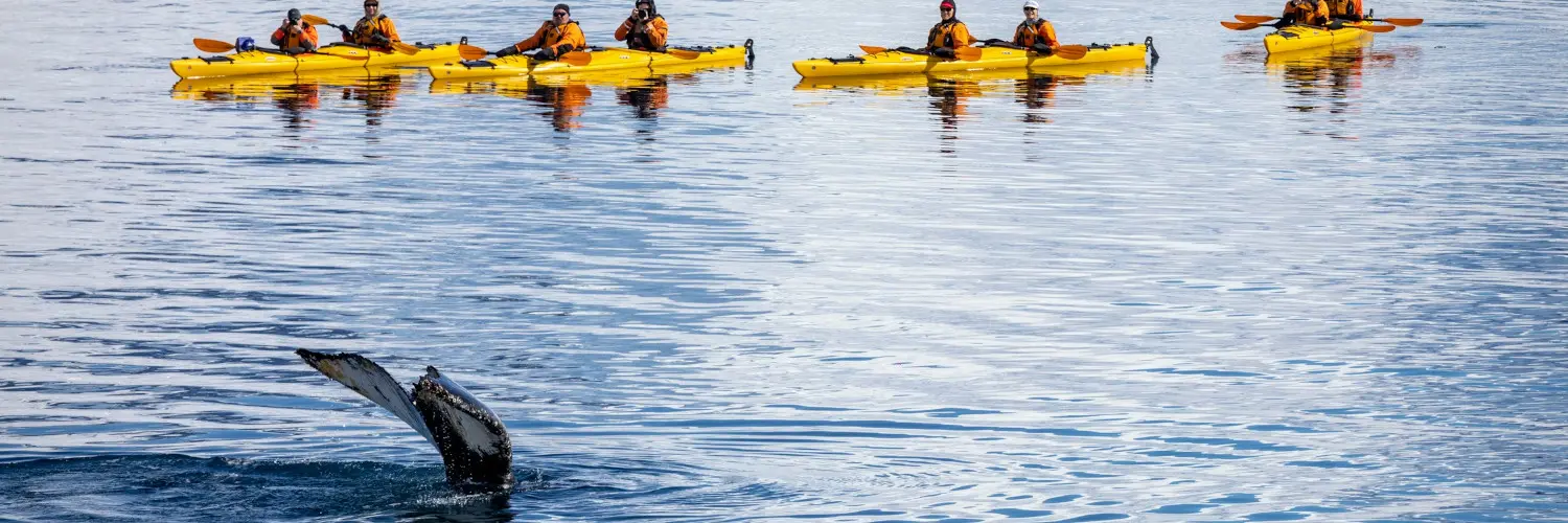 do whales attack kayaks Do Whales Attack Kayaks?