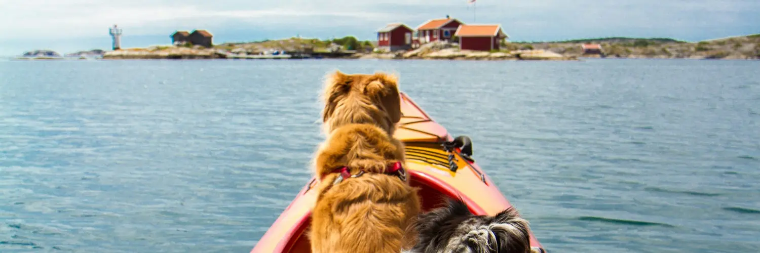 kayak dog seat Kayak Dog Seat