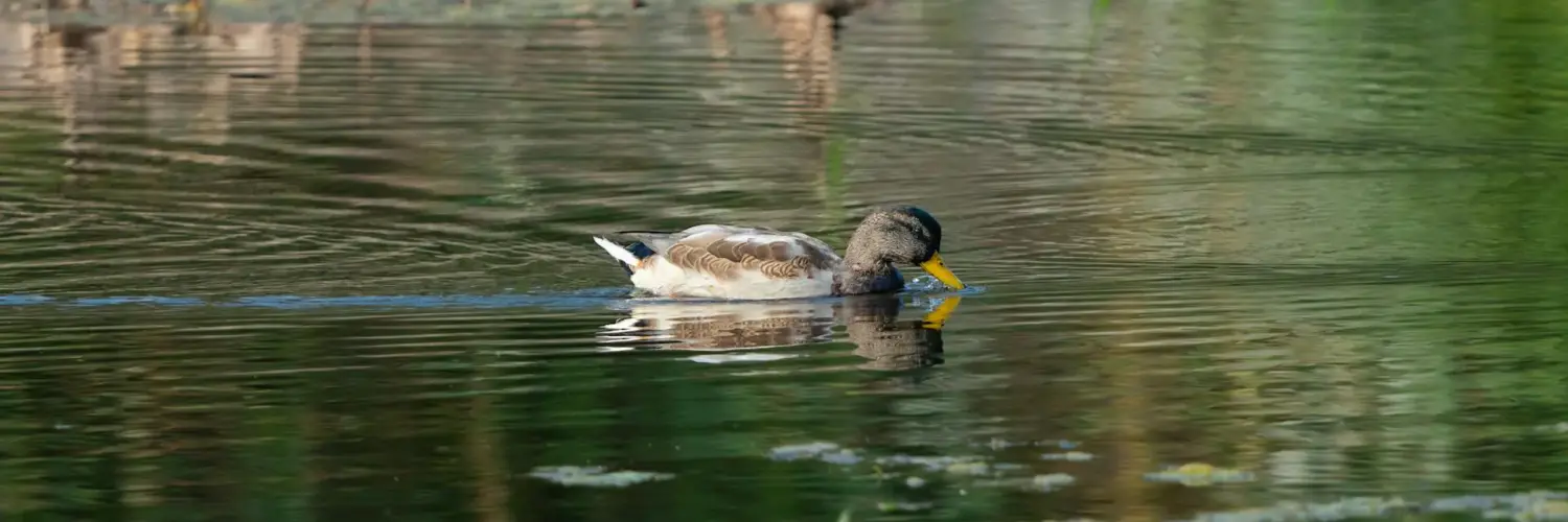 kayak duck hunting accessories Kayak Duck Hunting Accessories