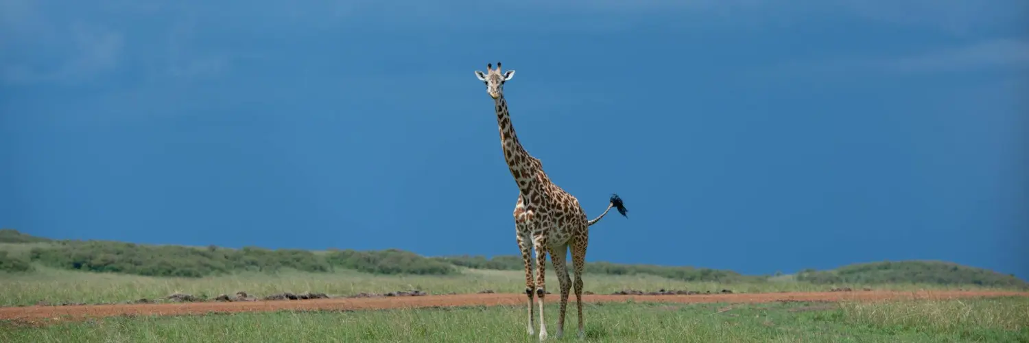 kayak with giraffes Kayak with Giraffes