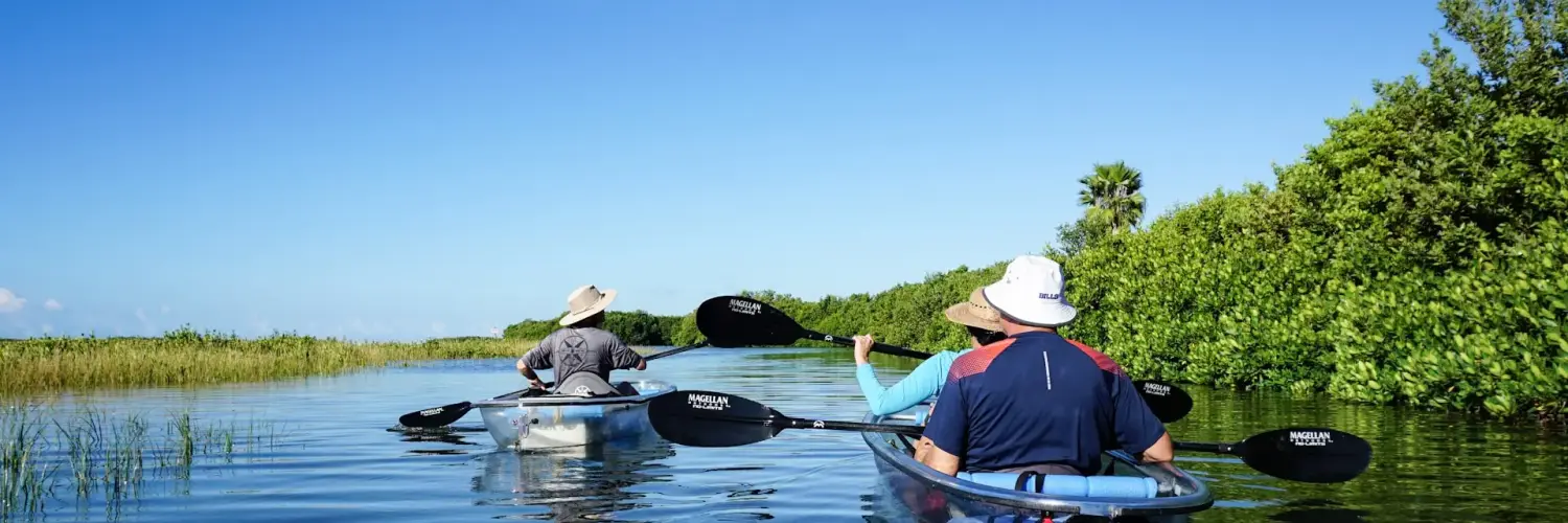 kayaking through mangroves Kayaking Through Mangroves